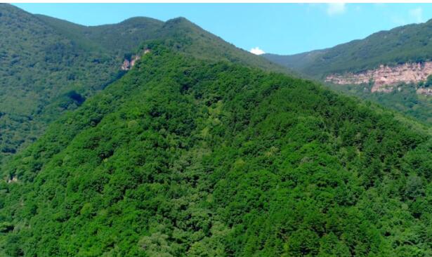 林業(yè)產業(yè)是規(guī)模最大的綠色經濟體，對推進林業(yè)現代化建設具有不可替代的作用